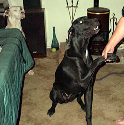 Abigail shaking hands with Phantom looking on..